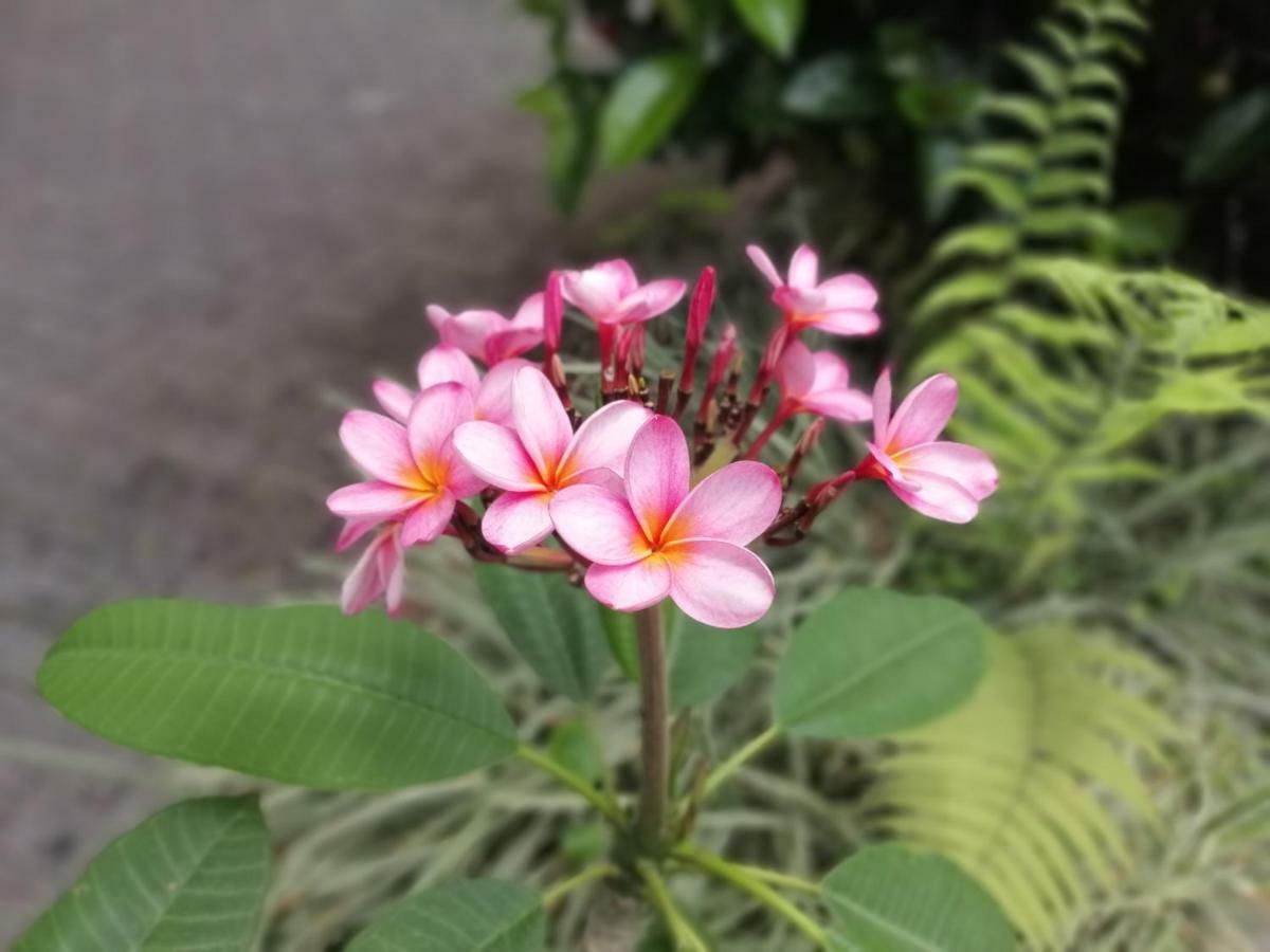 Hotel & Hot Springs Sueno Dorado La Fortuna Ngoại thất bức ảnh
